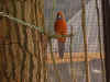 Adelaide m.JPG (663116 Byte)