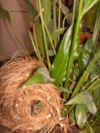 nESTAST.JPG (309747 Byte)